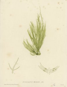 イギリスの海草（自然印刷） 作： English School
